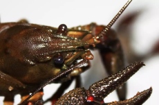 С 4 милиона евро зелените ще опазват скалните раци в България