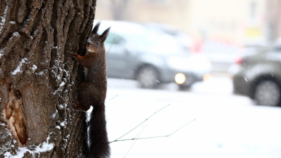 Зимни условия в София: улиците проходими, общината предупреждава шофьорите за поледици днес