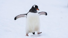 Здравните власти съветват: пингвинска походка пази от падане върху черен лед зимата