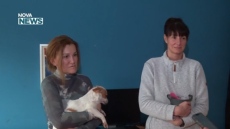 Фондация \'Шаро\' събира стотинки за лечение и грижа за бездомни животни в страната