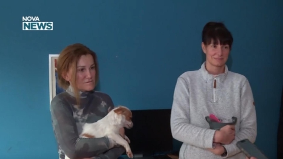 Фондация \'Шаро\' събира стотинки за лечение и грижа за бездомни животни в страната