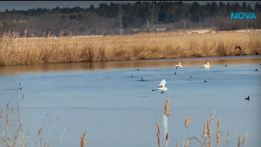 Топлите зими променят птичата миграция край Карнобат и Бургас по влажните зони