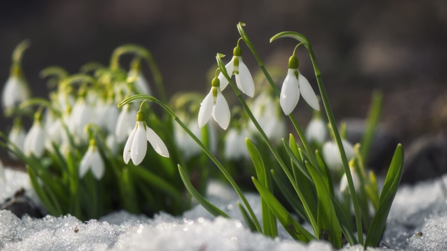 Циклон променя времето в края на януари с дъжд и силен вятър