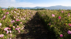 Розовата долина край Казанлък тръгва към списъка на ЮНЕСКО за нематериално културно наследство