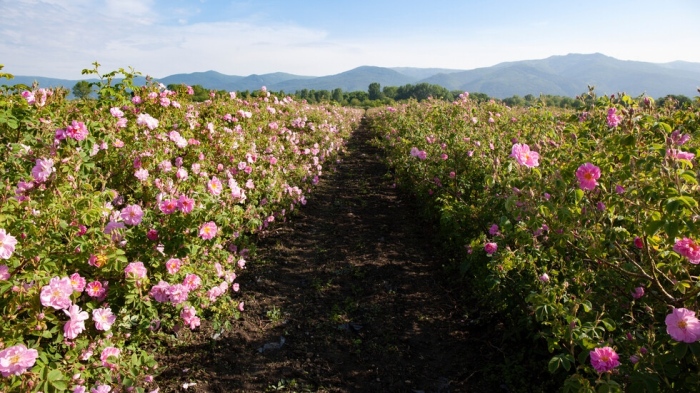 Розовата долина край Казанлък тръгва към списъка на ЮНЕСКО за нематериално културно наследство