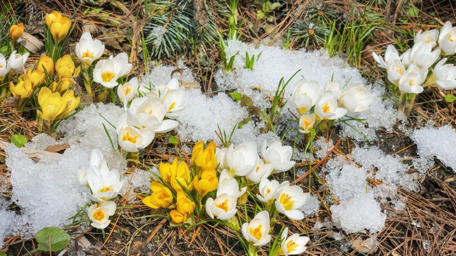 Облаци и захлаждане посрещат астрономическата пролет