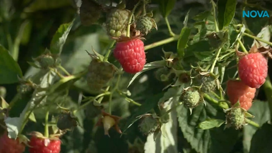Малинопроизводителите искат спешен план за напояване преди сезона