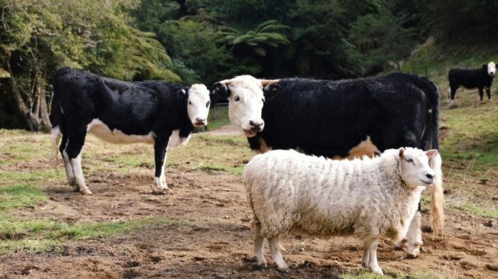 Засилват контрола заради риск от шарка и шап в Хасковско