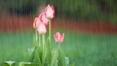 Жълт код за силни валежи в Северна България