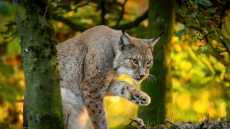 Иберийски рис спечели наградата на публиката за снимка