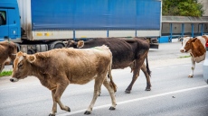 БАБХ предупреждава за риск от шап по Великден