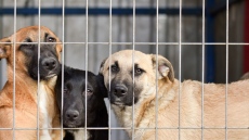 София отчита най-нисък брой бездомни кучета досега