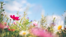 Българската църква отбелязва Цветница седмица преди Великден