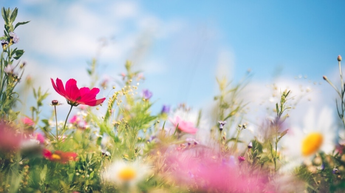 Българската църква отбелязва Цветница седмица преди Великден
