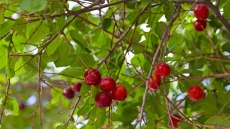 Джанки стигнаха 45 евро за килограм на пазара