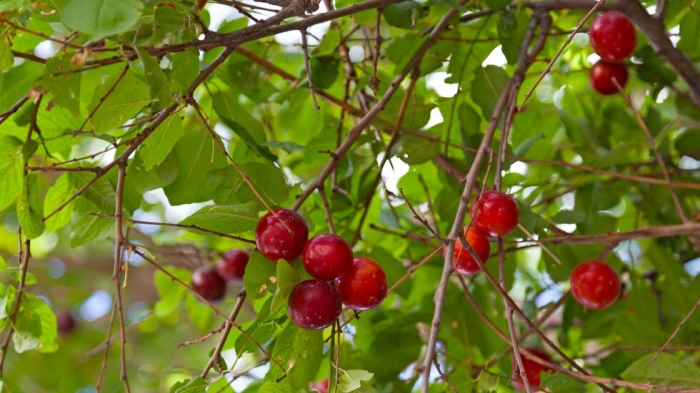 Джанки стигнаха 45 евро за килограм на пазара