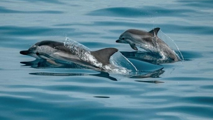 МОСВ подаде сигнал до прокуратурата за мъртви делфини край Шабла