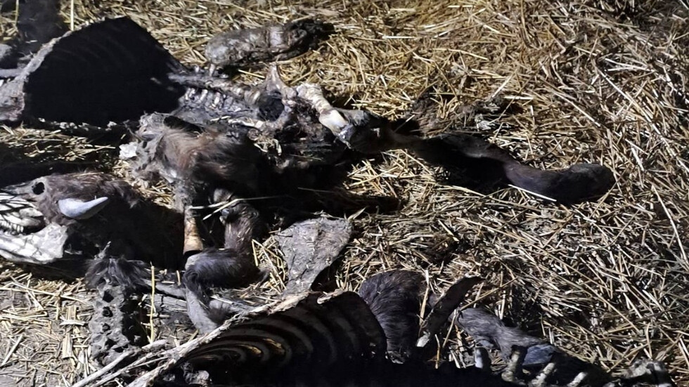 Огнище на антракс в Черногор, девет бивола са умрели