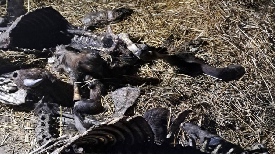 Огнище на антракс в Черногор, девет бивола са умрели