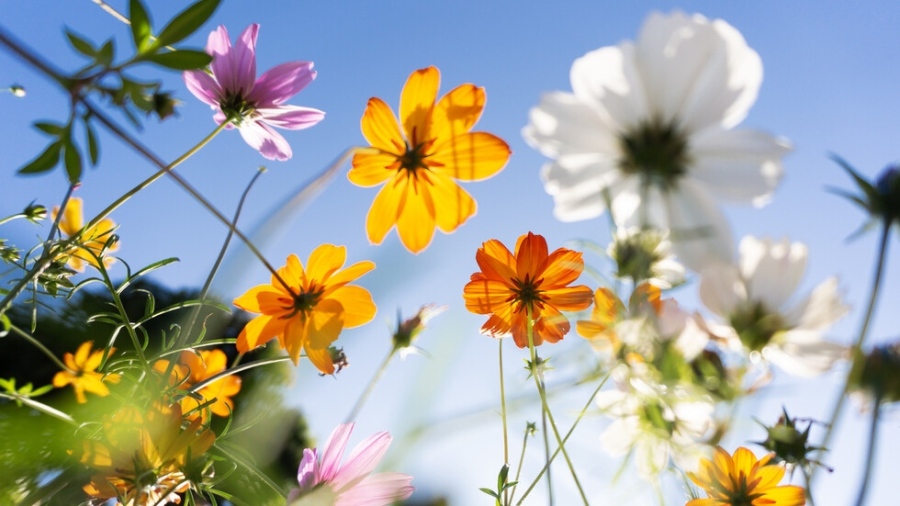 Жега до 24 градуса, после бури и градушки