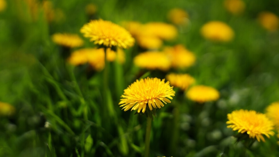 Температурите скачат до 24 градуса през уикенда