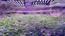 Разкриха наркооранжерия в мина край Кюстендил, трима са задържани