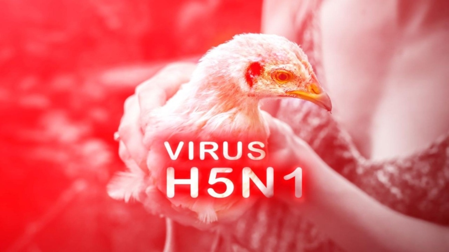 Австралия засече първи случай на птичи грип H5N1