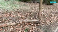 Клон пада върху дете във Варна, майката съди общината