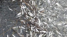 Прокуратурата проверява мъртва риба и потъмняла вода в Струма
