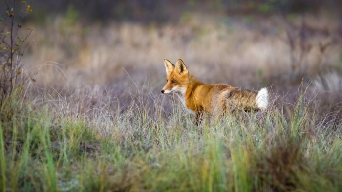Парламентът одобри забрана за ферми за ценни кожи